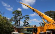 Tree-removal-using-a-crane