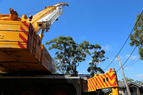 arborists-remove-tree-with-crane