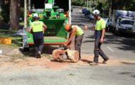 tree-lopping-company-heathcote-sutherland-shire