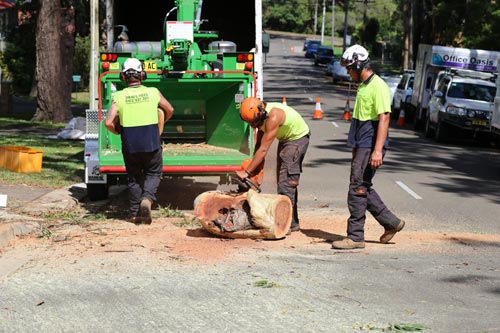 tree-lopping-company-heathcote-sutherland-shire