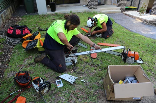 tree-trimming-pruning-and-cutting-in-the-shire