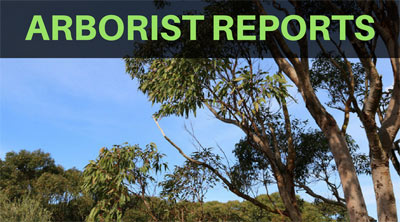 arborist reports sydney