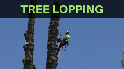 tree lopping company