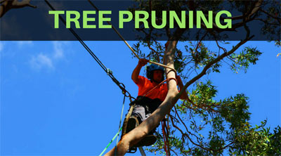 tree pruning