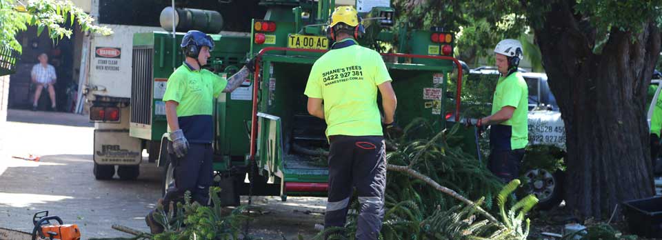 local-government-tree-removal-company local-government-tree-removal-company