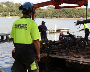 facebook-tree-removal