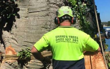 Waterfront Tree Removal