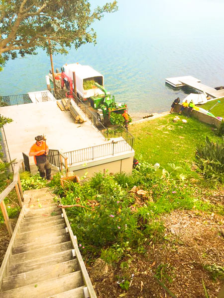 Using a barge for waterfront tree removal