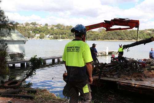 Tree-removal-bayside-sydney