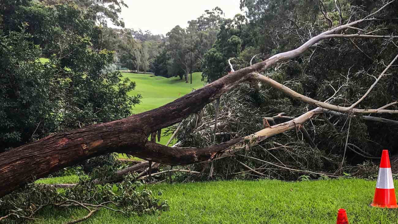 Golf-course-arborist-sydney