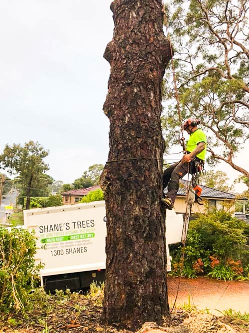 Tree climbing arborist in hills district