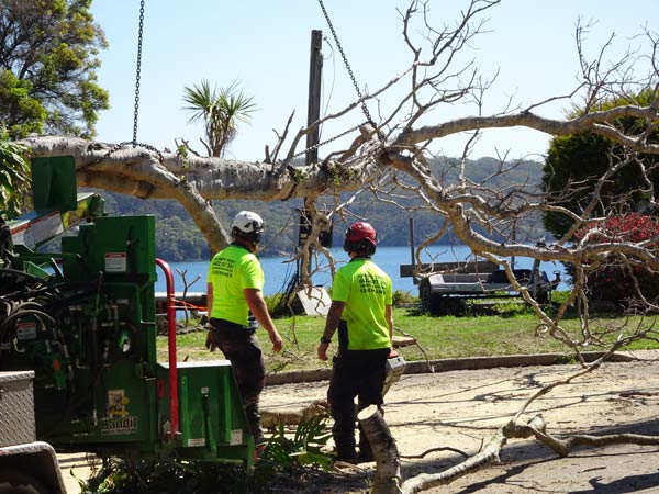 tree loppers in eastern suburbs