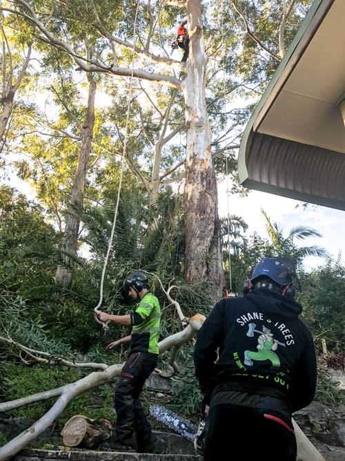 tree pruning operations
