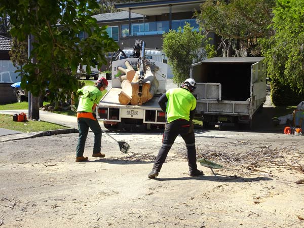 Tree-removal-in-north-sydney