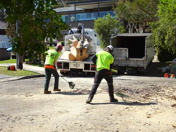 Tree-removal-in-north-sydney Tree-removal-in-north-sydney