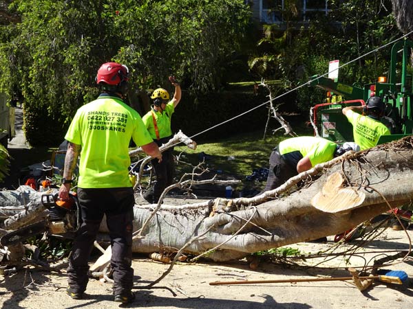 north-shore-tree-lopping-company