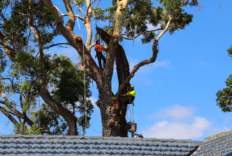 Large tree removal in ryde