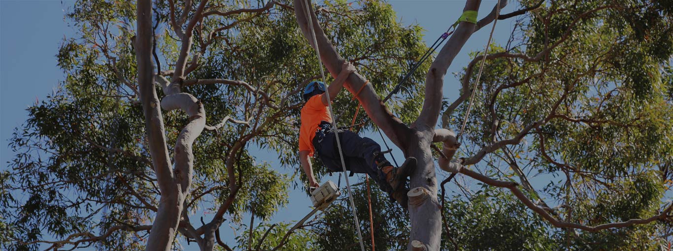 Tree Lopping Shanes Trees