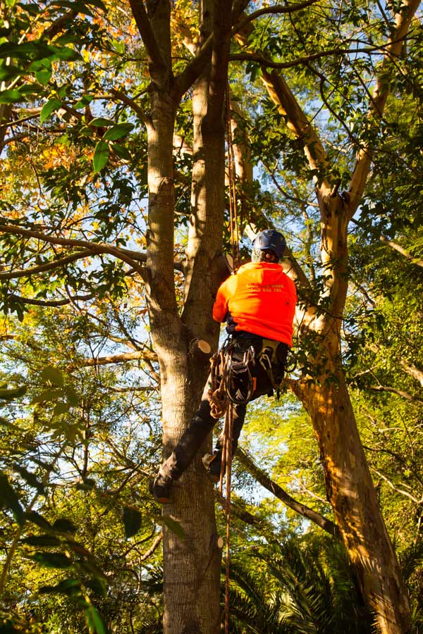 climbing arborist lopping a tree in Kiama