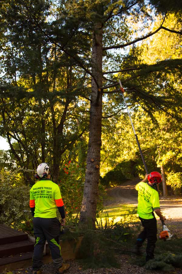 tree pruning and maintenance