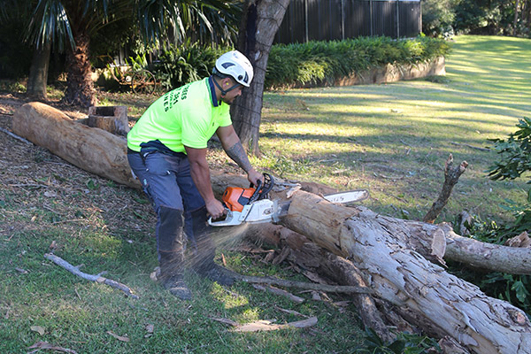 tree removal in northern beaches