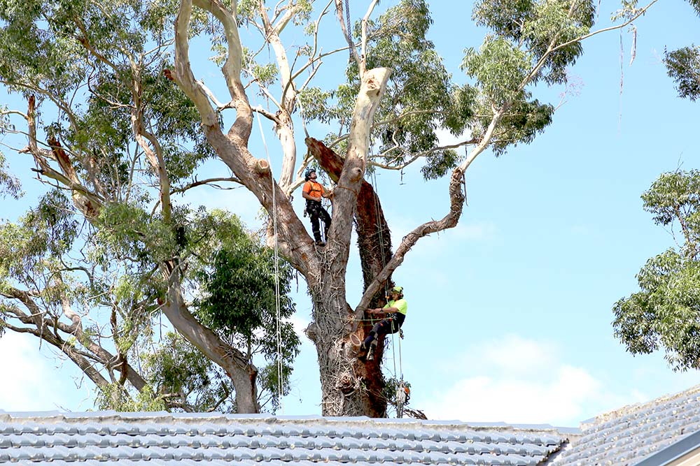 tree removal in Hornsby NSW