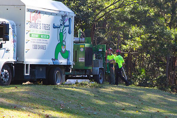 wood chip tree removal