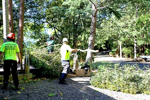 removing tree branches