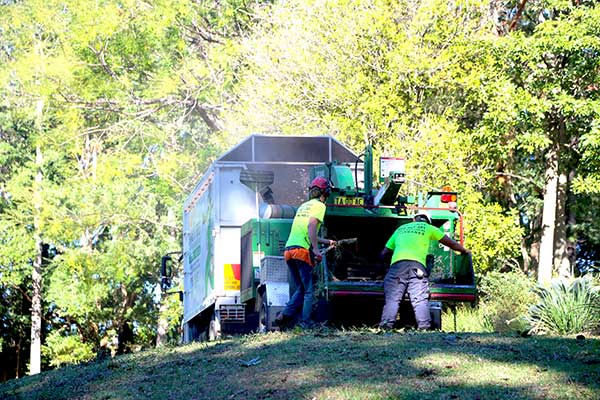 putting tree waste in the wood chipper