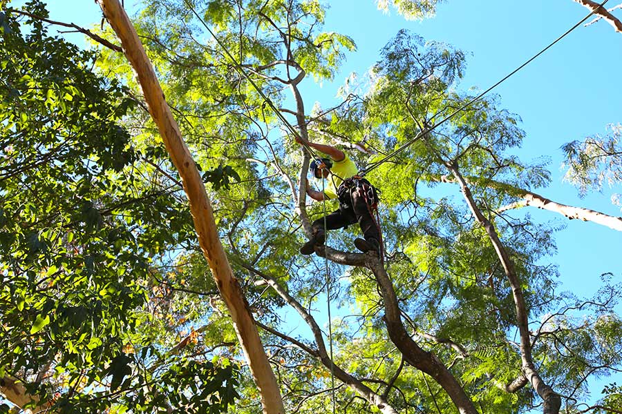 climbing arborist lopping tree branches