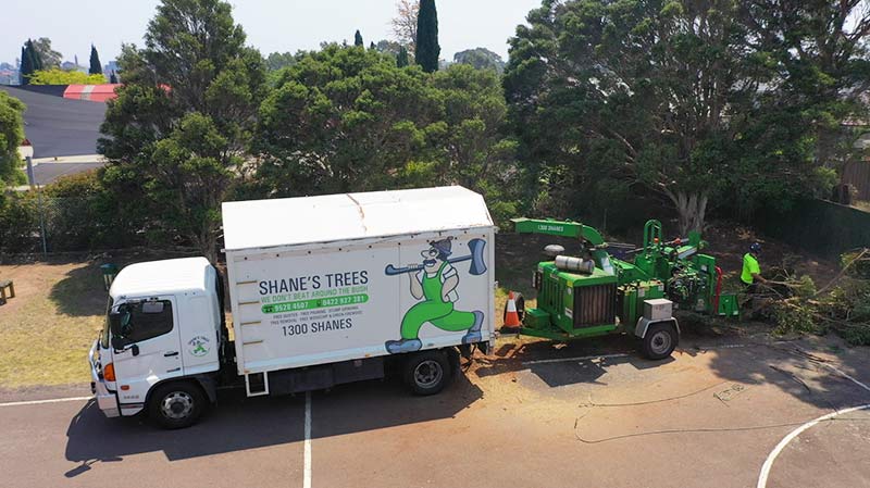Removing trees before mulching tree removal near Hurstville NSW