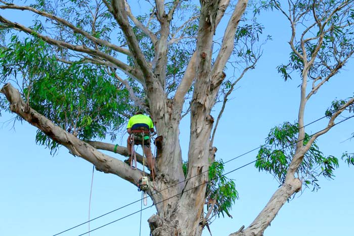 Shane's Trees Heathcote NSW