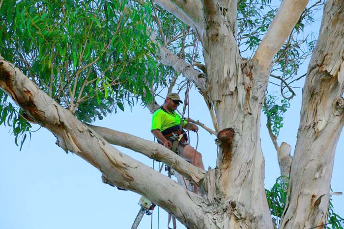 Shane's Trees Menai NSW