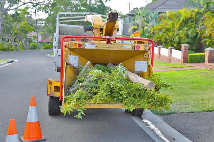 Debris of trees on site collected