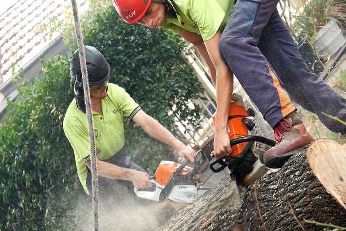 Blocking a large tree as a team Shane's Trees team working together