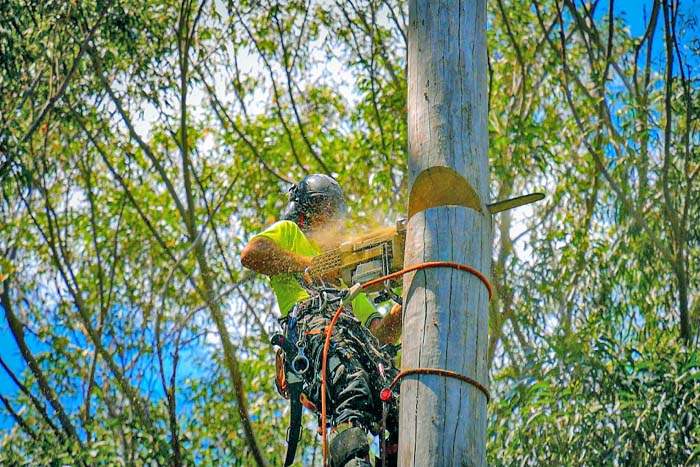 Chainsaw being used to cut a sturdy tree