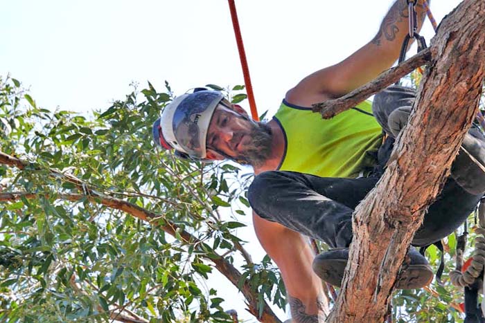 Ku-ring-gai Removal of Trees