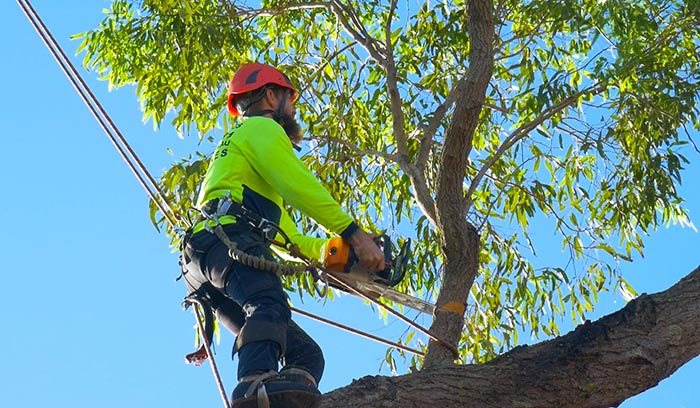 cost guide for tree removal