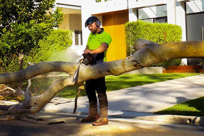 cutting-tree-to-fit-in-woodchipper cutting tree for removal
