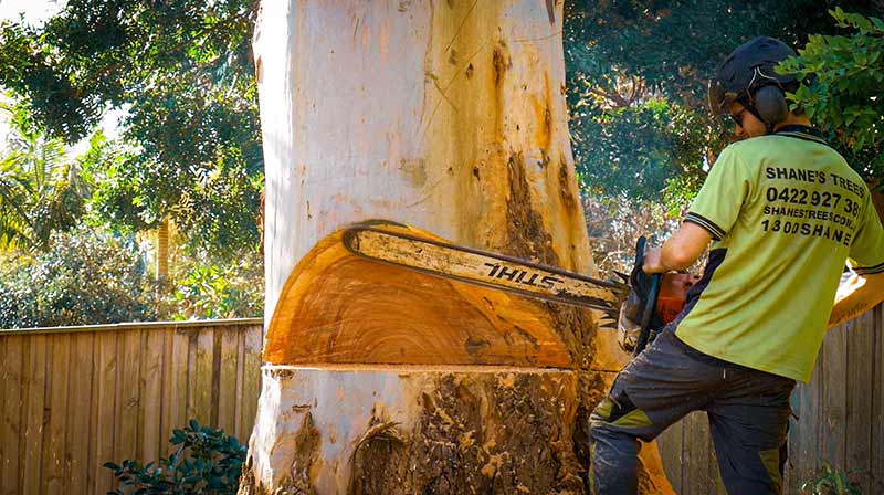 Notching and felling a tree Tree Removal Sutherland Shire NSW