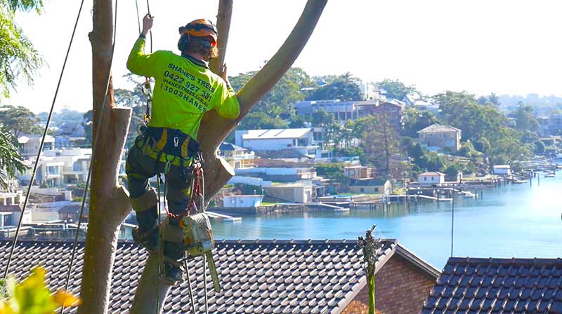 removing a tree near buranneer bay sutherland shire