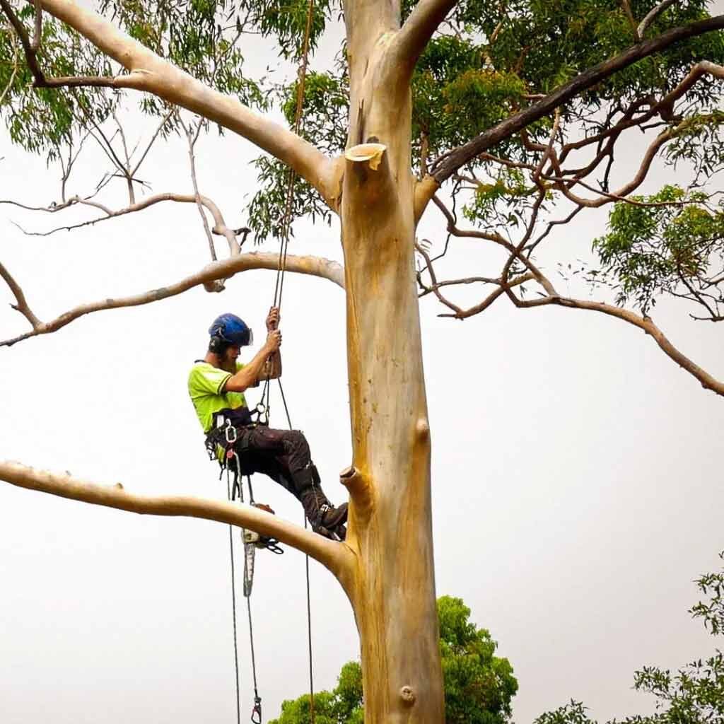 Tree Climbing Arborist removing branches
