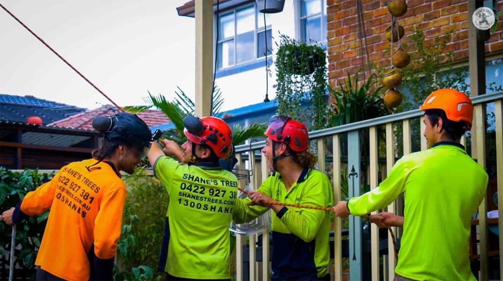 removing a tree with ropes and pulleys