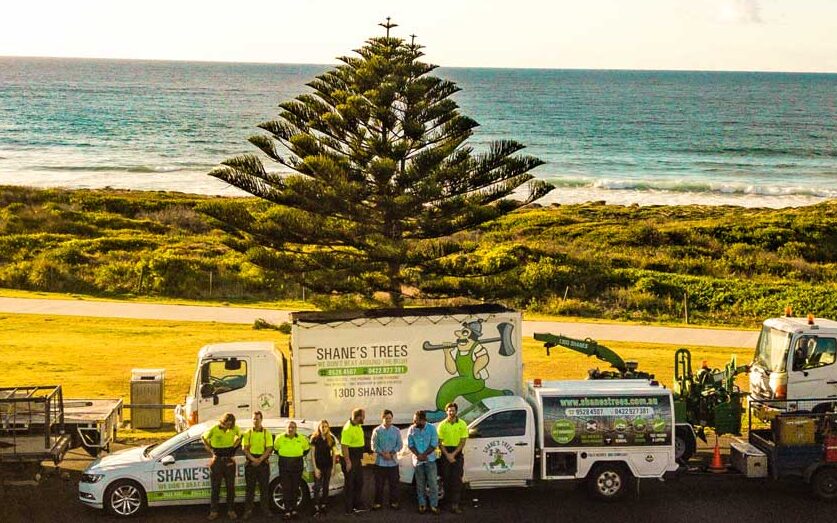 Shanes-trees-sutherland-shire