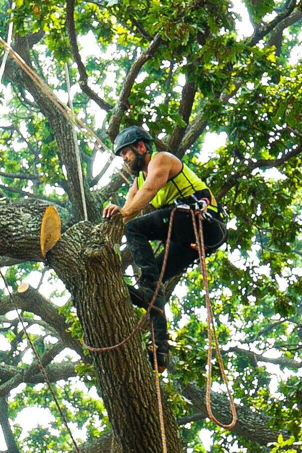 Arborist Brisbane Northside