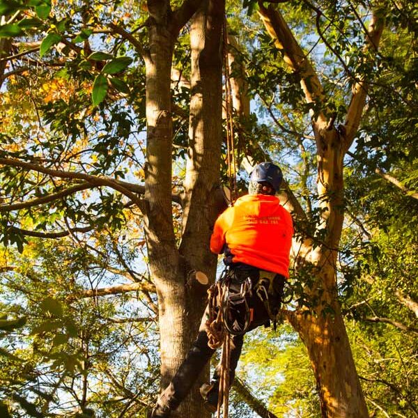 climbing arborist lopping a tree in Kiama