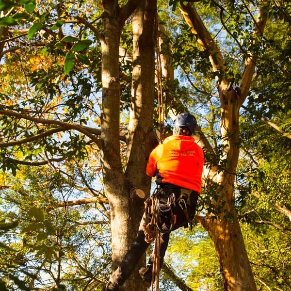 climbing arborist climbing arborist lopping a tree in Kiama