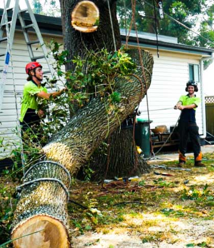branch-removal-company