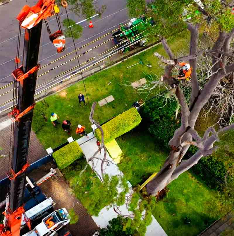 crane-assisted-tree-services