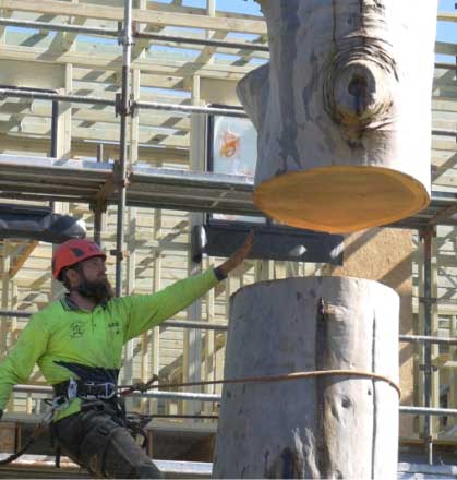 cutting-and-removing-a-tree-trunk